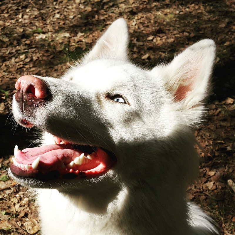 dog.jpg